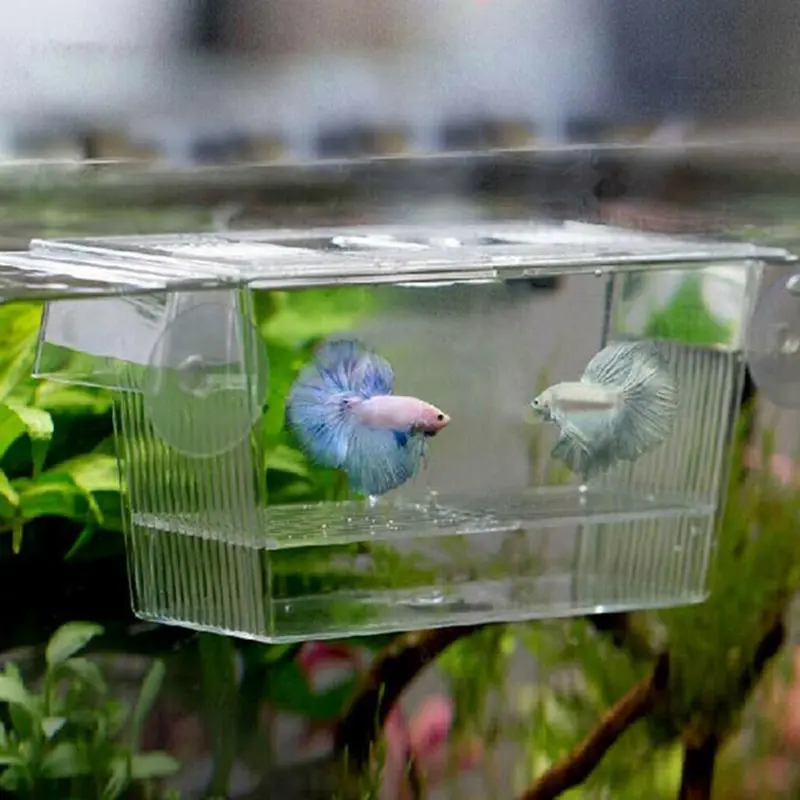 Аквариумный аквариум с рибки Гупи Двойно разреждане на Селекционера за отглеждане на Капан Кутия Инкубаторий . ' - ' . 0